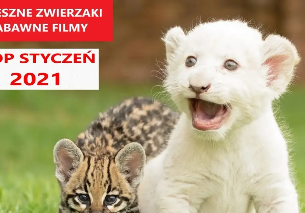 Najśmieszniejsze filmy o zwierzętach, które rozbawią każdego do łez