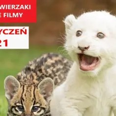 Najśmieszniejsze filmy o zwierzętach, które rozbawią każdego do łez